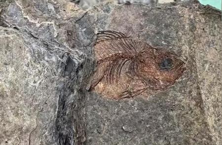 佛山震撼发现：6000万年前的化石惊艳亮相！