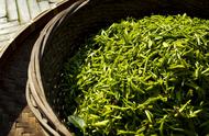 碧螺春：中国十大名茶之一，为何被称为'吓煞人香'？