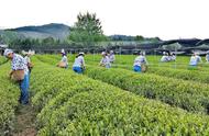 绍兴是否能建立一座茶文化博物馆，作为历史上的“茶都”？