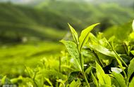 探索茶的世界：各种茶叶及其名称