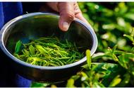 绿茶百科：黄山毛峰的制作流程详解