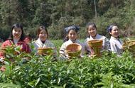 湖南安化：春茶采摘季节的繁忙景象