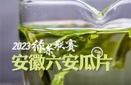 2023年绿茶联赛：安徽六安瓜片的首次亮相