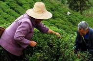 六安瓜片茶：老茶农解读其等级划分标准
