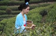 2022年，中国的十大名茶已经上市了吗？