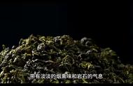 探索中国传统的铁观音：名茶的魅力