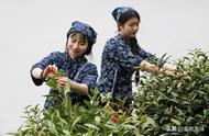 中国五大名茶，你了解多少？你最喜欢哪一种？