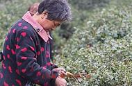 调查报告：人工采茶在干旱和疫情中的挑战，信阳毛尖能否生存下来？