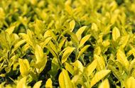 旺苍米仓山新茶上市，黄茶售价高达8800元！