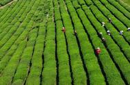 南京雨花茶的开采季已经到来，本地采茶工成为主力！