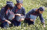 中国四大名茶产区一览