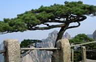 探索中国的三大古树：大红袍母树、金丝楠木和黄山迎客松