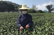 西湖龙井茶大规模开采在即，今年价格或将微涨