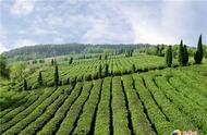 金陵的邀请：雨花茶香与国际茶日活动将于21日启动