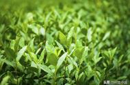 揭秘茶叶误区：农药真的无处不在吗？