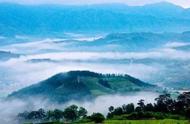 庐山云雾茶：高山的馈赠，云雾的精华？