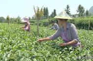 筠连：夏日茶叶丰收，茶农忙碌采摘