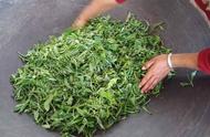 绿茶工艺分类大揭秘：你了解多少？