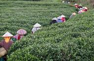 揭秘“明前茶”：3.6万个芽头，成就1斤佳茗