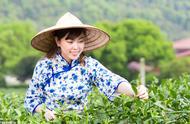 安徽茶叶种类繁多，你最爱的是哪一款？