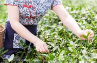 老茶农的秘诀：掌握这三种采茶手法，茶叶采摘不再难