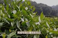 君山银针与蒙顶黄芽：揭秘四大你可能不知道的差异