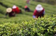 春茶丰收在望，各地茶农忙碌采摘