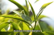 大红袍：茶界的璀璨明珠