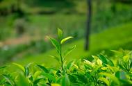 绿茶的魅力：揭秘15个关于绿茶的知识点
