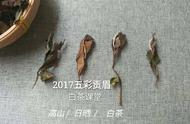 白茶压饼：失之东隅收之桑榆，好茶未必不压饼