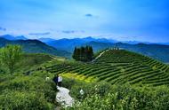 陕西安康富硒茶产业：以茶兴业，以茶富民的全貌
