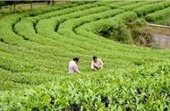 「桂平富硒茶」每周一品：大藤峡牌西山绿茶，广西十大好茶推荐