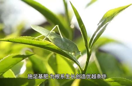 第19集｜龙井茶的魅力（三）【西湖龙井茶知识系列分享】