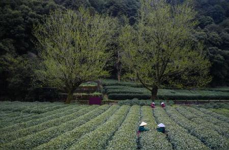 古人饮茶的独特之处：煮煎葱姜，明朝泡茶兴起