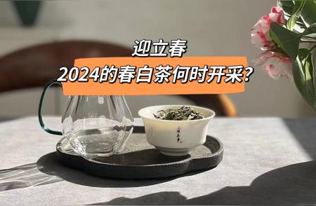 明日立春，春茶季即将来临，3个问题助你快速掌握春白茶知识！