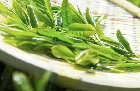 浙江绿茶的种类有哪些？