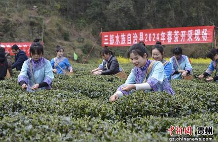 贵州三都春茶抢先上市，新鲜采摘引人瞩目