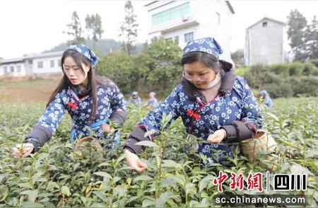 万源市春茶开采，采茶季节正当时