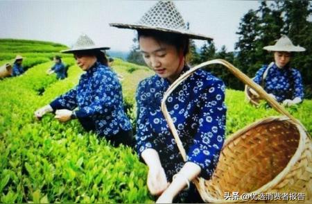 欧盟再次对中国茶叶发出警告，中国茶叶为何陷入困境？