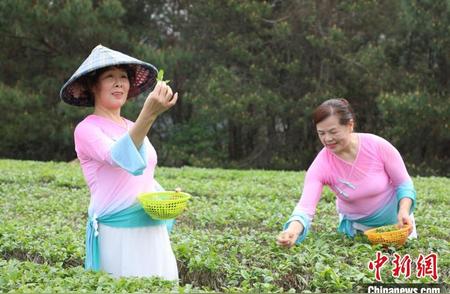 广西龙州春光明媚，茶叶采摘加工正当时