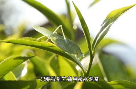 龙井茶：中国绿茶的瑰宝