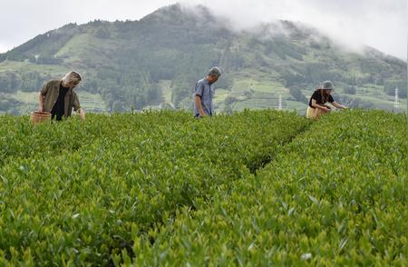 东印度公司与茶叶的不解之缘