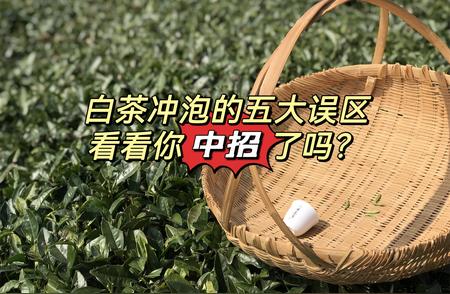 白茶泡不好喝？老茶客揭秘5大泡茶误区，你中招了吗？