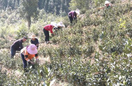 云南文山广南：首批龙井茶的新鲜开采