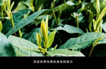 如何鉴别真假龙井茶？#每日一茶