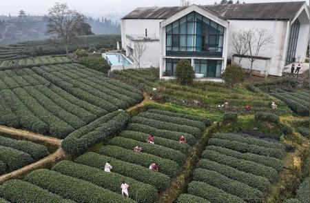 春日茶香四溢，茶农忙碌采摘新芽