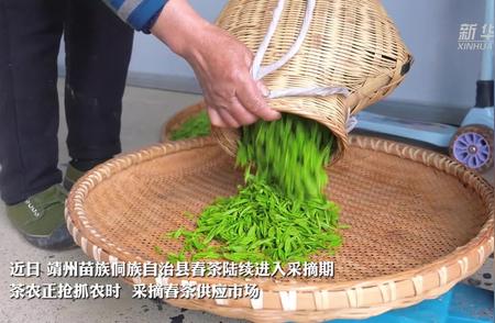 靖州春茶：湖南的茶叶盛宴