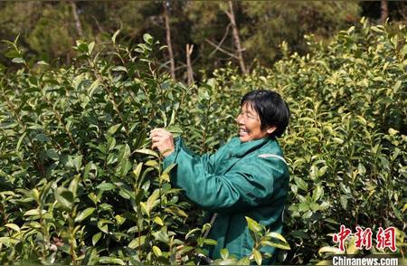 浙江东阳春茶“乌牛早”迎来开采季