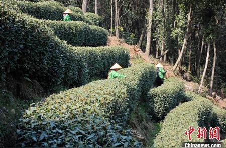 杭州西湖龙井：采茶季节延迟，茶味却愈发醇厚