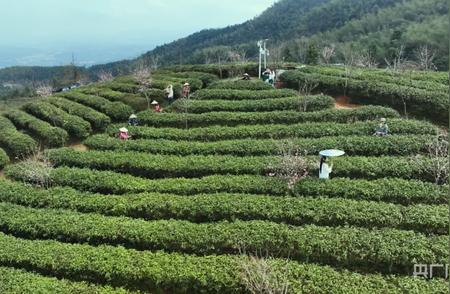 湖南蓝山春意盎然：新茶季，茶香四溢